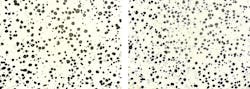 Microstructure scans from ductile iron automotive castings. (Left) Bismuth inoculant containing rare-earth elements: inoculant addition, 0.25%; nodularity, 94%, nodule count, 309 nodules/mm². (Right) Bisnoc™ inoculant with no rare-earth elements: inoculant addition, 0.25%; nodularity, 98%, nodule count, 367 nodules/mm². Microstructure scans from ductile iron automotive castings. (Left) Bismuth inoculant containing rare-earth elements: inoculant addition, 0.25%; nodularity, 94%, nodule count, 309 nodules/mm². (Right) Bisnoc™ inoculant with no rare-earth elements: inoculant addition, 0.25%; nodularity, 98%, nodule count, 367 nodules/mm².